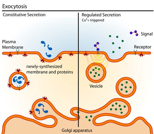 Exocytosis..