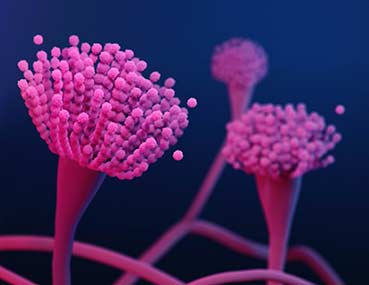 Aspergillus, the mold (a type of fungus) that causes aspergillosis, is very common both indoors and outdoors, so most people breathe in fungal spores every day.