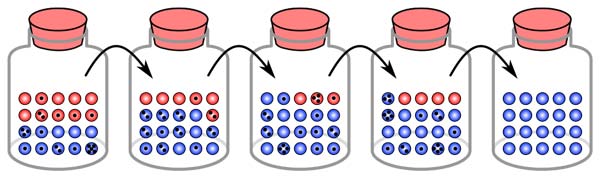 In this simulation, each black dot on a marble signifies that it has been chosen for copying (reproduction) one time. Fixation in the blue 'allele' occurs within five generations.