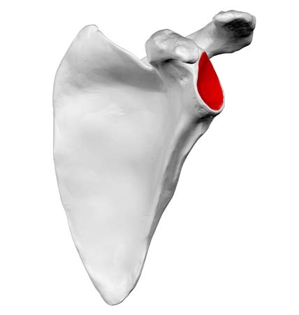 Glenoid cavity