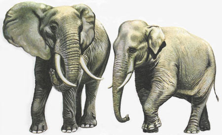 African and Indian elephant