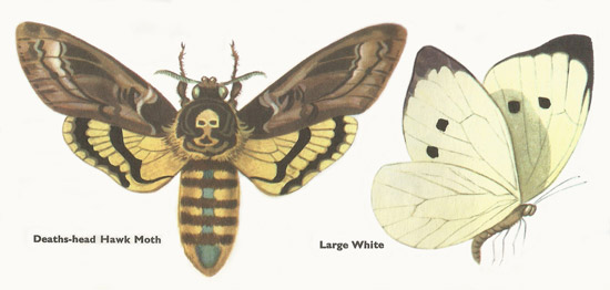 Death's-head Hawk Moth and Large White