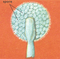 Spores in the sporangium of Mucor mucedo