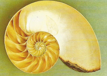 logarithmic spiral of a Nautilus shell