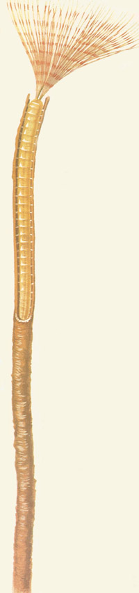 Sabella – a tube-dwelling worm.
