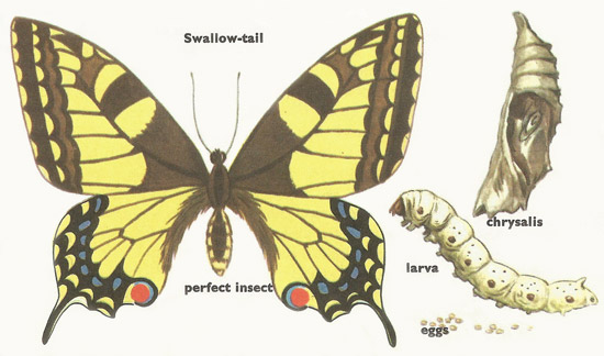 Swallow-tail metamorphosis