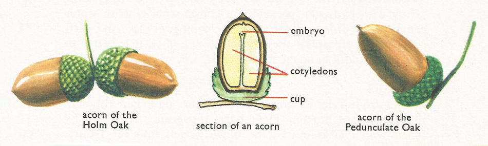types of acorn and section of an acorn