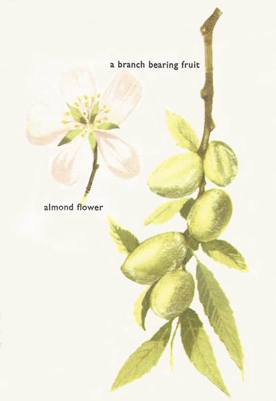 almond flower and fruit