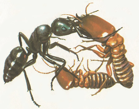 An ant and termites fighting