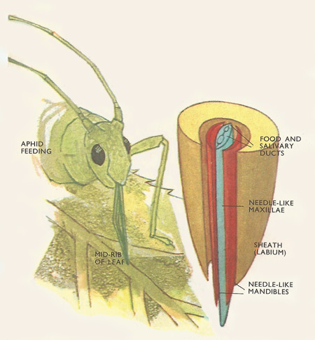 The mouth parts of aphids are adapted for piercing plant surfaces and sucking sap. The two maxillae come together as shown to form canals – one for injecting saliva, one for absorbing food.