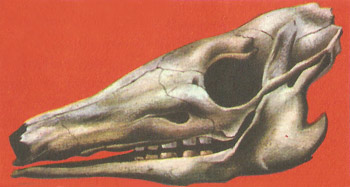 Skull of an armadillo