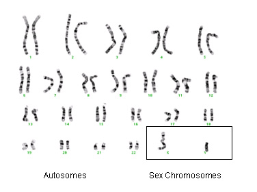 autosomes and sex chromosomes