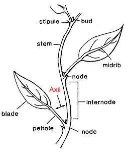 parts of a plant, including an axil