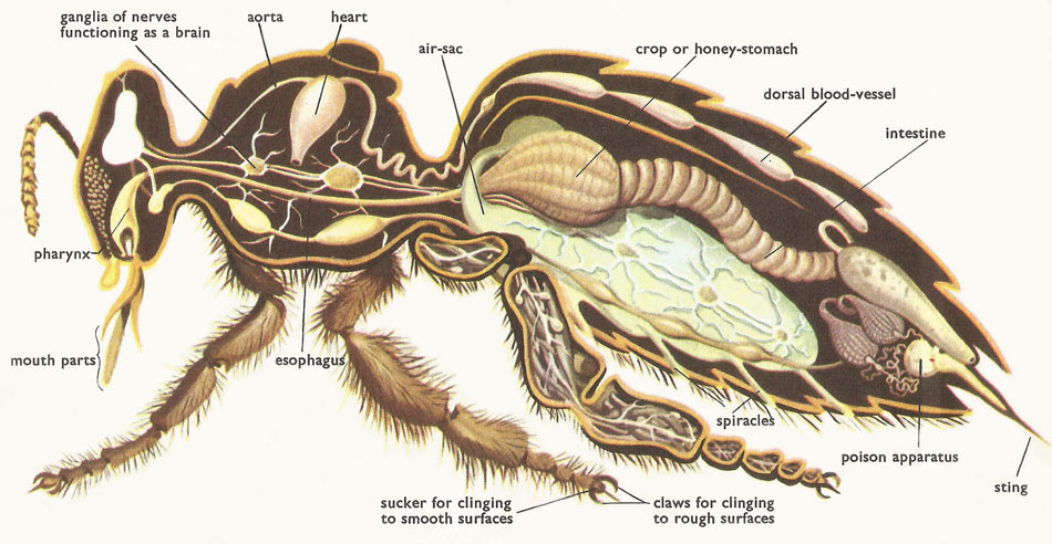 bee internal anatomy