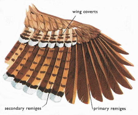 Wing of a bird