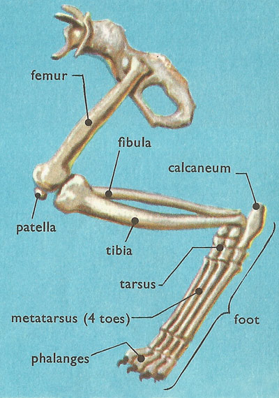 bones in a domestic cat's leg