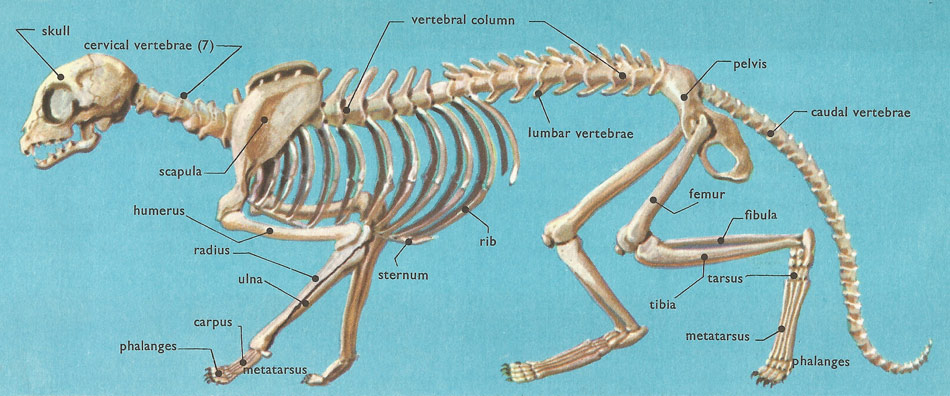 skeleton of the domestic cat