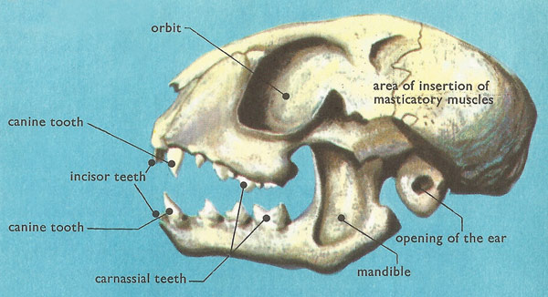 skull of a domestic cat