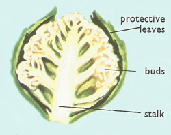 Section of a cauliflower