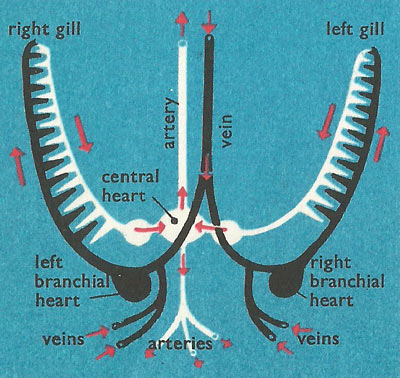 cephalopod circulation