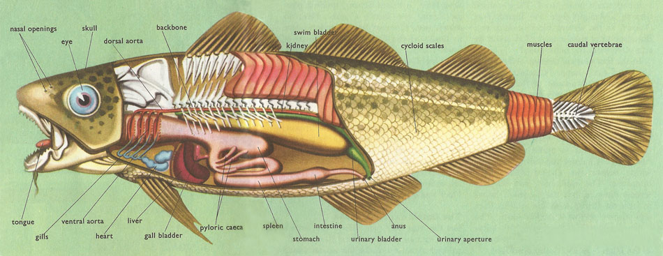 anatomy of the cod