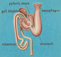 cod digestive system