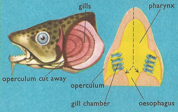 cod's gills and respiration