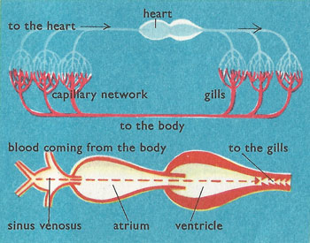 cod heart and circulation