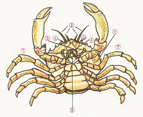 labeled diagram of the common crab
