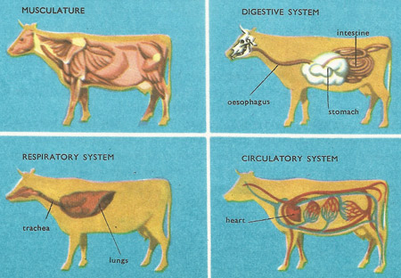 cow musculature, digestive system, respiratory system and circulatory system