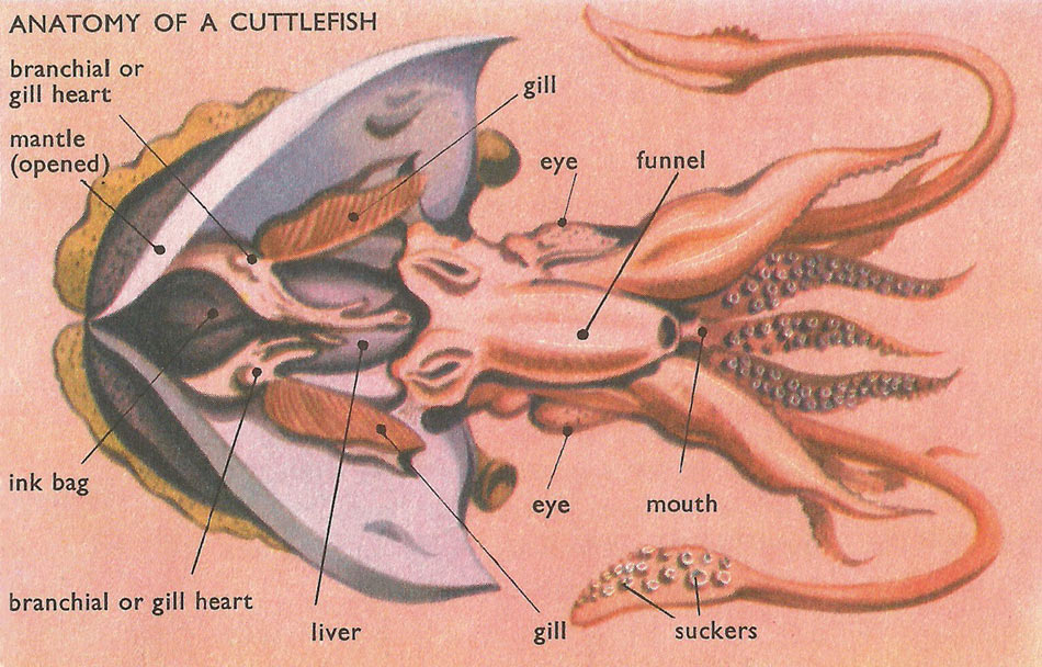 anatomy of a cuttlefish