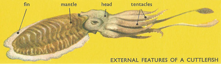 cuttlefish, external features