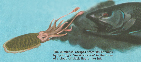 cuttlefish ink