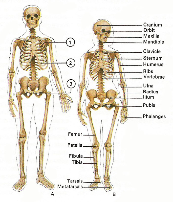 differences between male and female skeleton