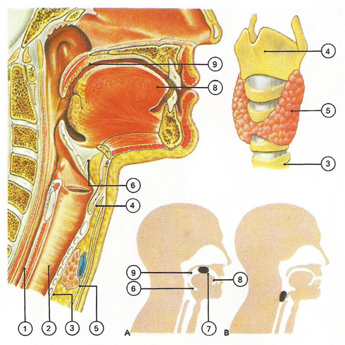 upper part of the digestive system