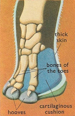 The structure of an elephant's foot