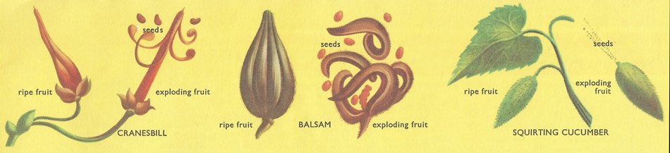 a variety of explosive fruits