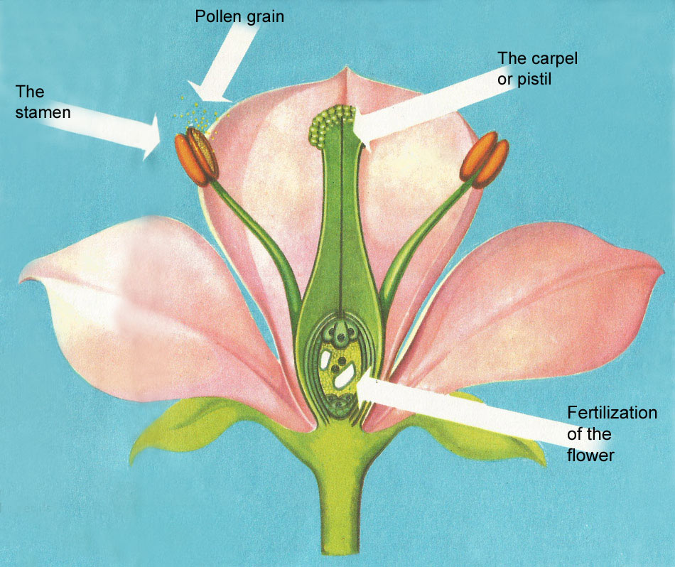 fertilization of flowering plants