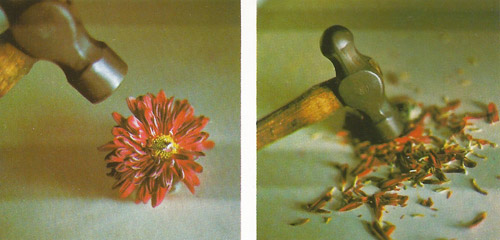 Effect on a flower dipped in liquid air