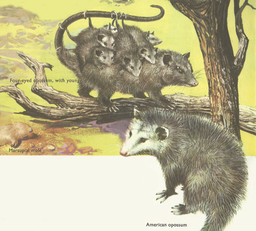 Four-eyed opossum and American opossum