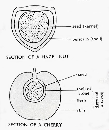 comparison of a fruit and nut