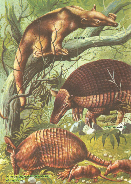 Tamandua, giant armadillo, and nin-banded armadillo