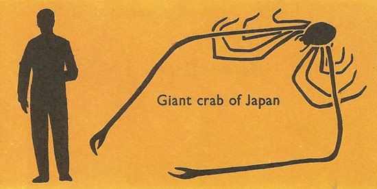 size comparison of giant crab of Japan and man