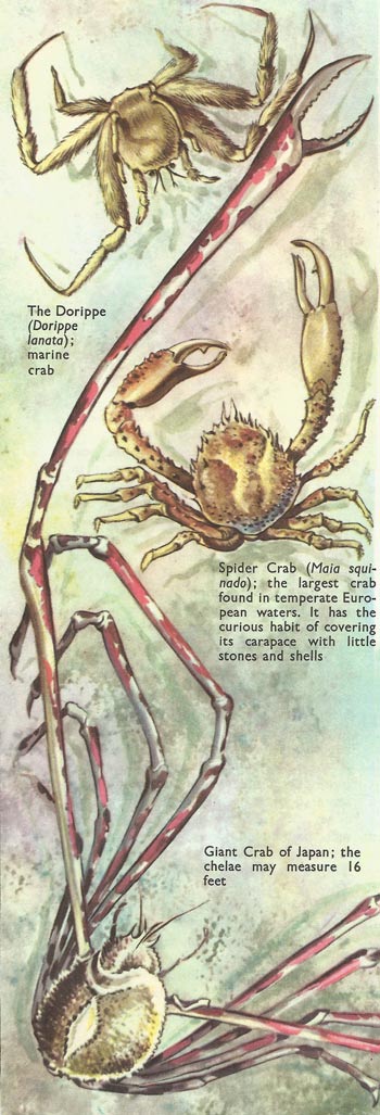 Giant, spider, and Dorippe crabs