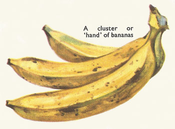 hand of bananas