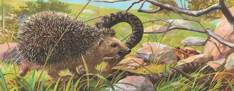Hedgehogs have no fear of venemous snakes