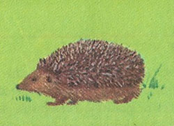 Hedgehogs are mature at two to three months and must now look after themselves