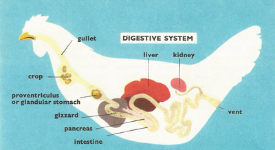 A hen's digestive system