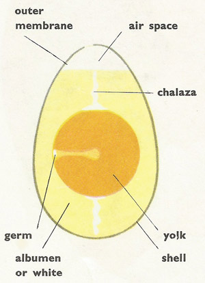 Parts of a hen's egg