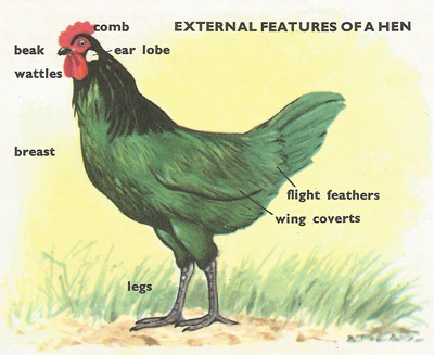 Exernal features of a hen